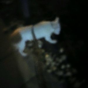 Meet your Posher, Cara